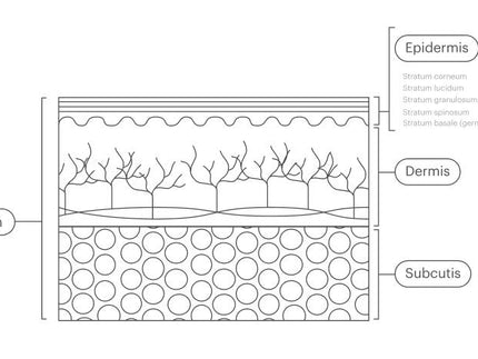 What You Need to Know About the Layers of Your Skin